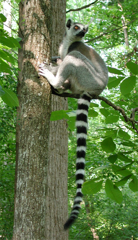 A female ring-tailed lemur at the Duke Lemur Center rests, and leaves a bit of scent. 