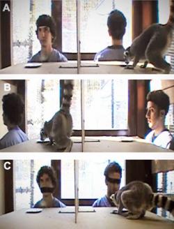 MacLean-social-lemur.jpg