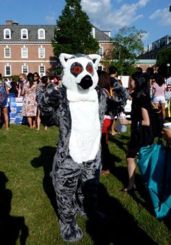 namethelemur_web_v.jpg