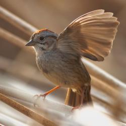swampsparrow1_small.jpg