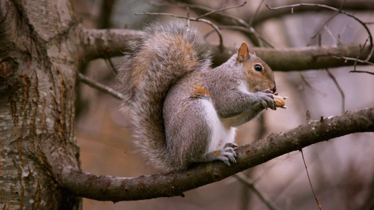 A squirrel dines in a tree on Duke campus.