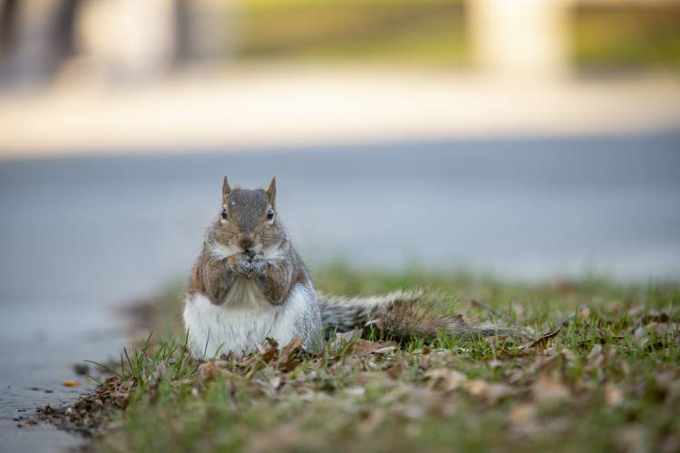 A squirrel munching away on West Campus.