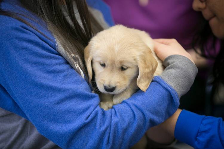 Cuddling with an assistance dog in training. Photo by Megan Mendenhall/Duke Photography