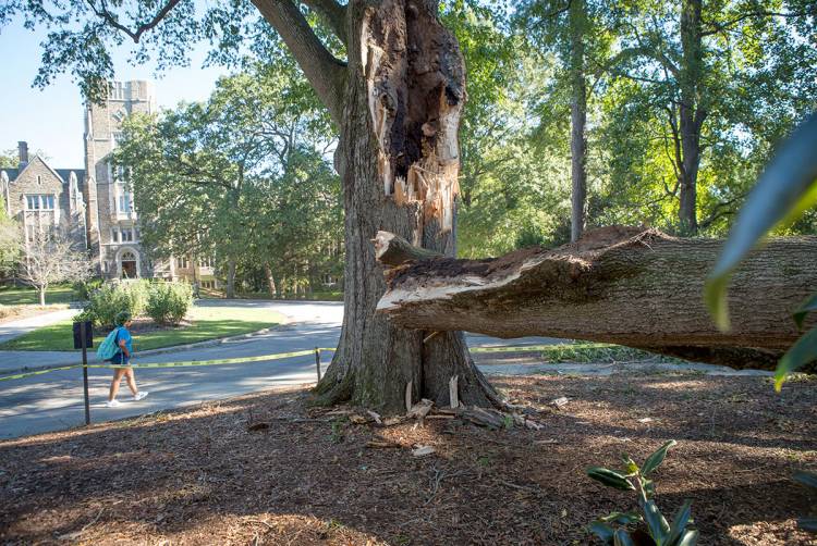 tree downed by Tropical Storm Michael on West Campus
