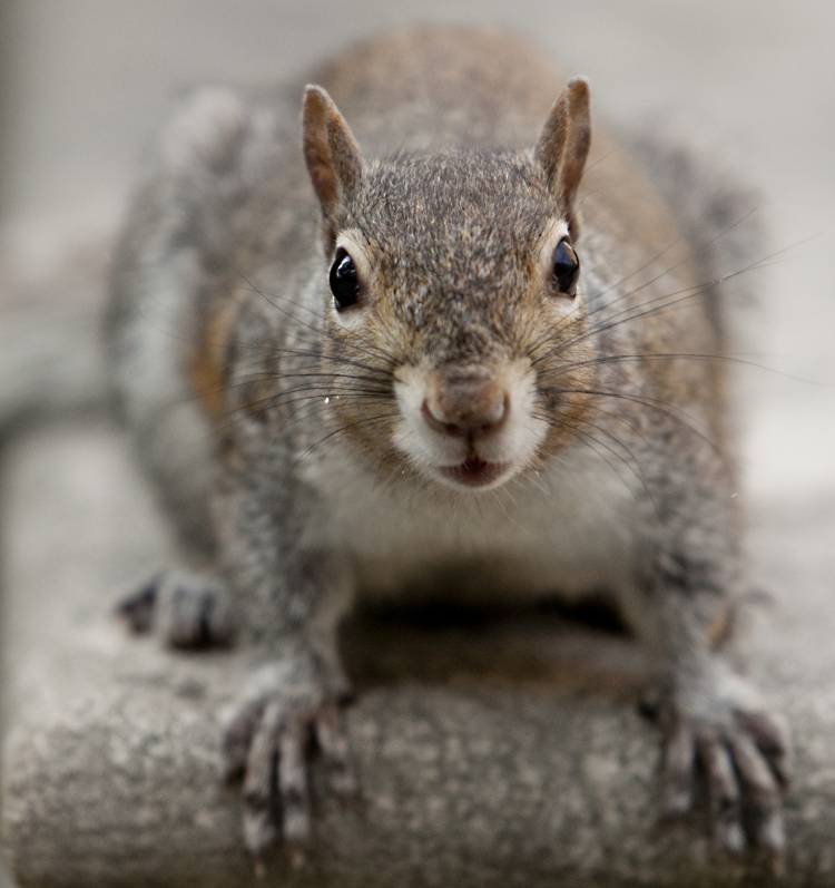 An up-close portrait of an on campus squirrel.