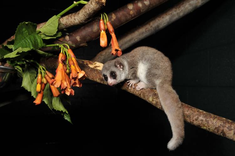 Like other hibernators, dwarf lemurs gorge on fruit and nearly double their weight before winter hibernation. Much of this extra body fat is stored in their tails, giving the fat-tailed dwarf lemur its name. Credit: David Haring