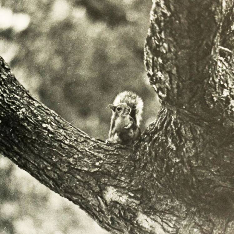 A picture of a squirrel found in a 1971 Duke yearbook.