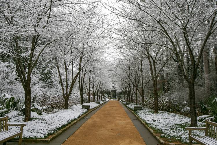 A snow-lined pathway in Duke Gardens.