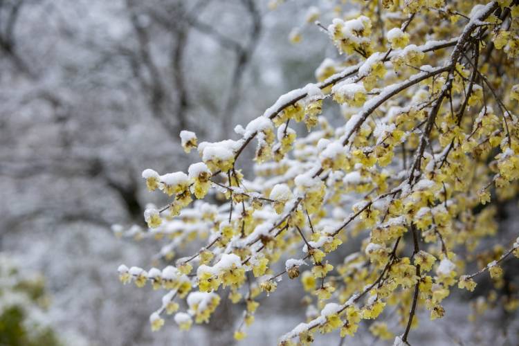 A blooming tree in Duke Gardens, covered in snow.