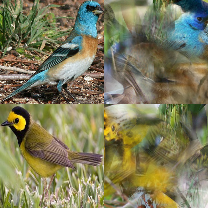 A lazuli bunting (top) and a hooded warbler (bottom) as seen through the ‘eyes’ of an image recognition algorithm developed in the lab of Duke professor Cynthia Rudin.
