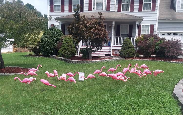 Flamingos in a yard.