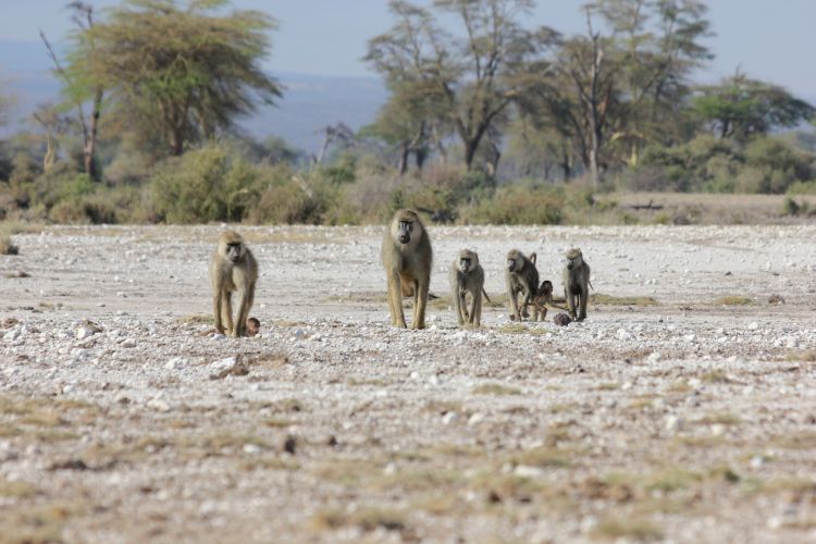 The researchers focused on a region around the Amboseli basin of southern Kenya, where two species of baboons have met and intermixed not just once, but multiple times since the species diverged 1.4 million years ago. Credit: Arielle Fogel, Duke Univ.