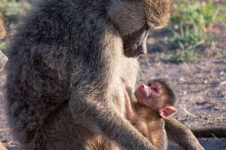 Young primates born in the last four years of a female’s life have a greater risk of dying young. If they survive their mother’s death, their own children are also likely to suffer a premature death. (Fernando Campos)