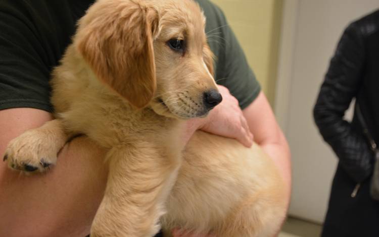 Kyler, a yellow lab, is spending five weeks with the Duke Canine Cognition Center.