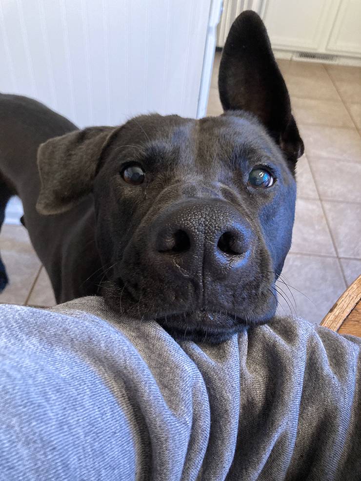 Julie Reynolds' dog, Darwin, watches as she works. Photo courtesy of Julie Reynolds.
