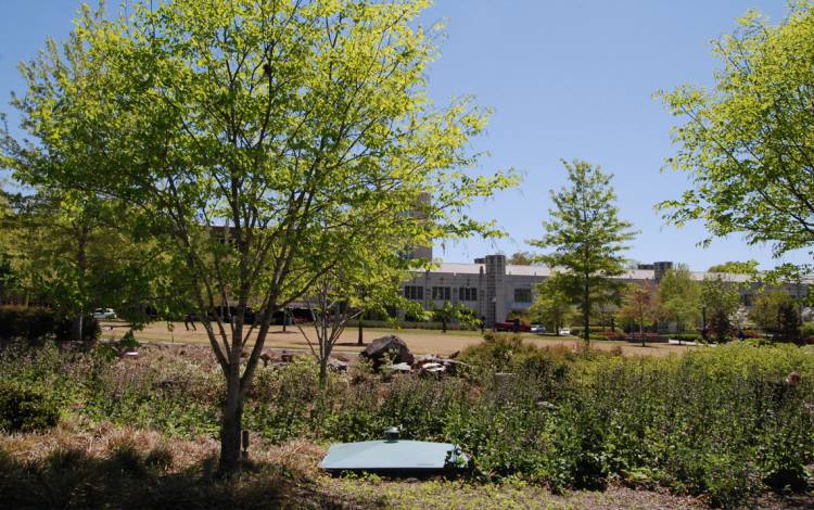 The plantings in Duke Medicine Circle are irrigated with rainwater held in massive cisterns beneath the site.