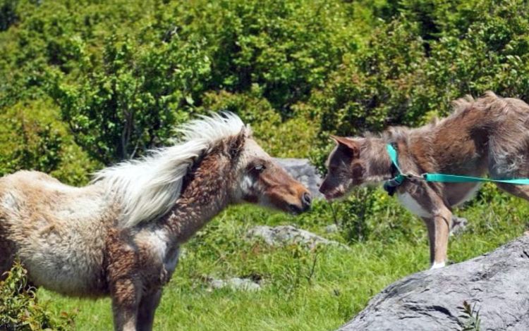 A horse and a deer