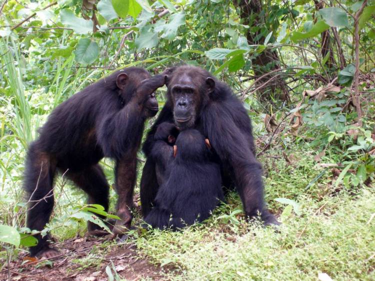 Gaia the chimpanzee grooms with her mom Gremlin at Gombe National Park. A study finds that female chimps with high-ranking moms are less likely to leave home, instead reproducing in the group where they grew up. (Photo by Emily Wroblewski)