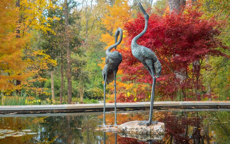 While we can't experience the beauty Duke Gardens in person, a membership can allow you to take part in virtual programs that can keep your connection to the campus treasure strong. Photo courtesy of University Communications. Duke Gardens in the fall.