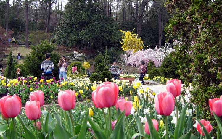 Flowers and people in Duke Gardens.