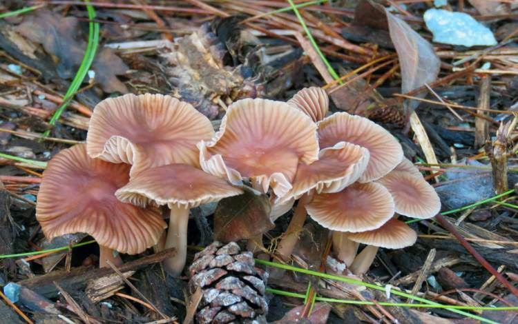 A Sarah P. Duke Gardens horticulturist will discuss fungi on Feb. 4.  Photo courtesy of Sarah P. Duke Gardens.