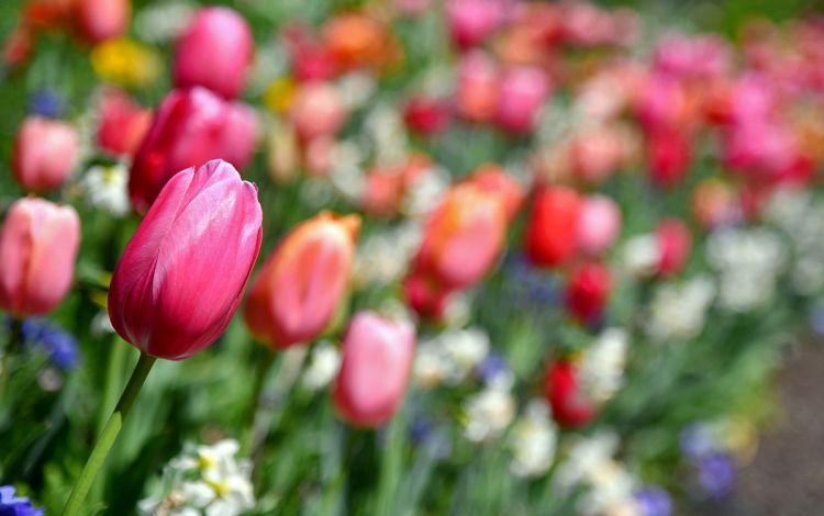 As a volunteer photographer, Will Hanley has captured thousands of spring moments, including colorful tulips that make it a nice place to relax on warm days. Photo by Will Hanley.