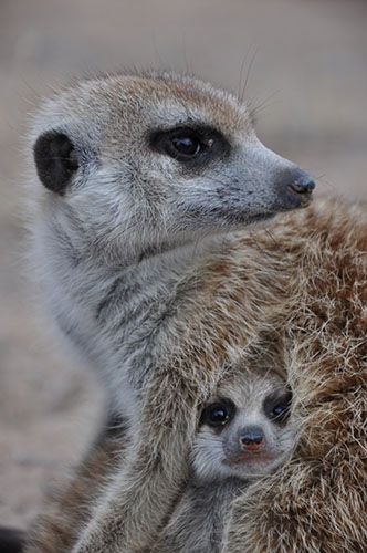 The matriarch births the pups, but all clan members care for them. Photo: Charli Davies