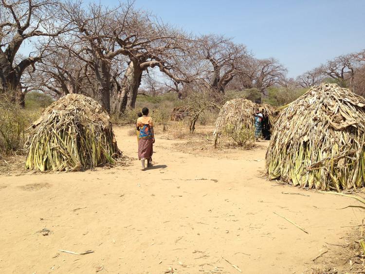 The Hadza people of northern Tanzania sleep in huts made of woven grass and branches. Photo by Peter Ungar, University of Arkansas