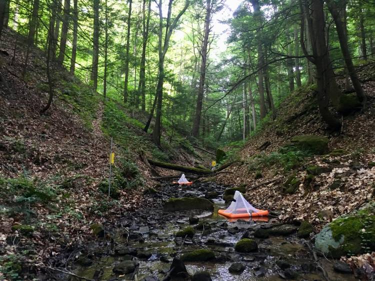 Decades of mining in southern West Virginia have filled streams with chemical contaminants. A study finds that spiders eating their normal diet of stream insects ingest the contaminants at levels that could be toxic to other animals up the food chain.
