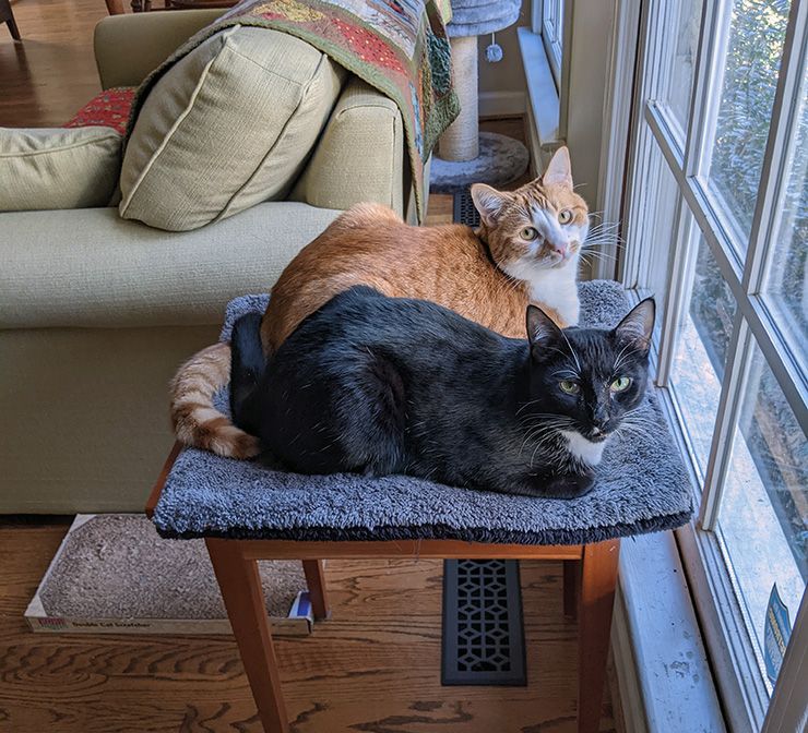 The antics of Jill Foster's cats, Arlo, top, and Aves, bottom, keep her and her family entertained. Photo courtesy of Jill Foster.