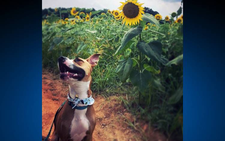 A dog in sunflowers.