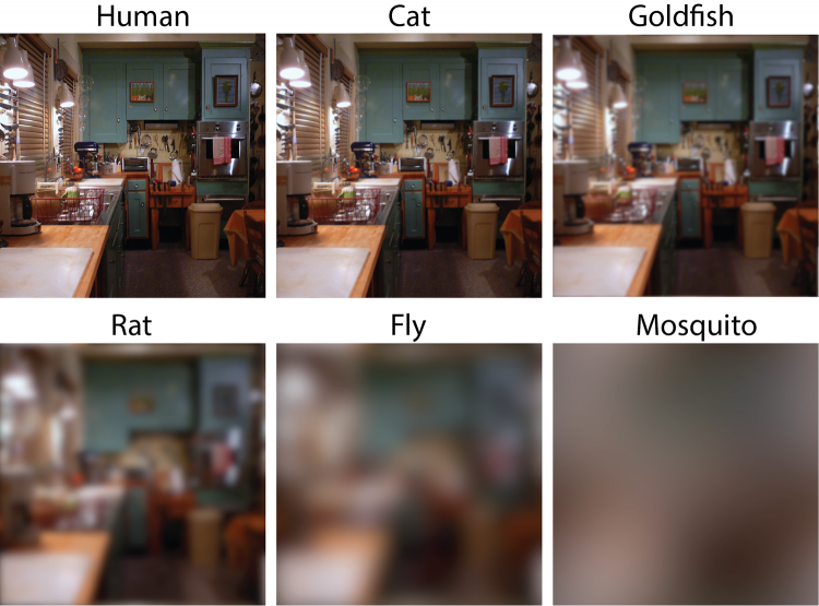A household scene as viewed by various pets and pests. Human eyesight is roughly seven times sharper than a cat, 40 to 60 times sharper than a rat or a goldfish, and hundreds of times sharper than a fly or a mosquito. Image courtesy of Eleanor Caves