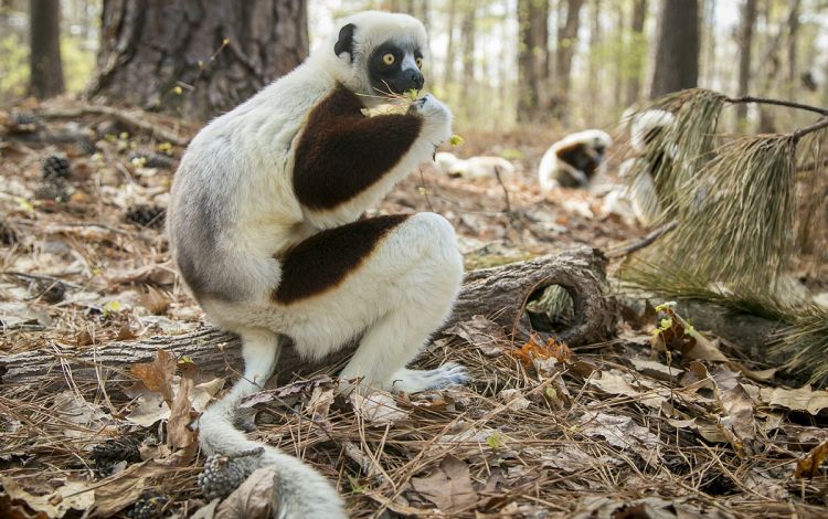 Tours through the Duke Lemur Center allow visitors to get up-close and personal seeing the primate in their element. Photo by Jared Lazarus, University Communications.