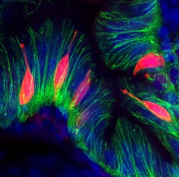 Enteroendocrine cells (red) are distributed within the intestinal epithelium (green) in a zebrafish larvae. (Image by Lihua Ye) 