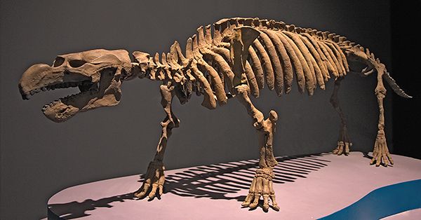 The 43 million-year-old fossil skeleton of Pezosiren, an amphibious quadruped of the sea cow family tree. (Thesupermat via Creative Commons)