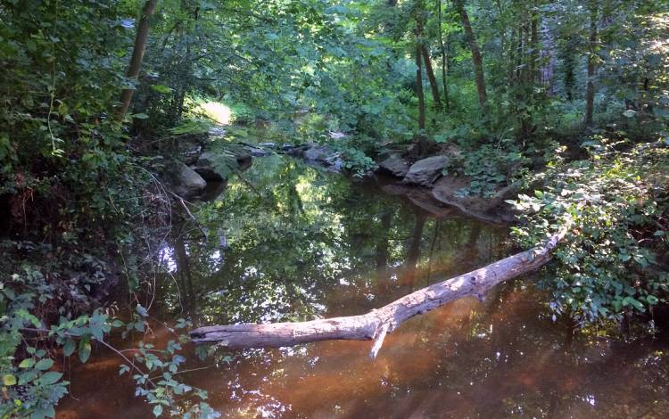 The tributaries of Sandy Creek that flow near Duke's campus have been rehabilitated thanks to the SWAMP Project. Photo by Stephen Schramm.