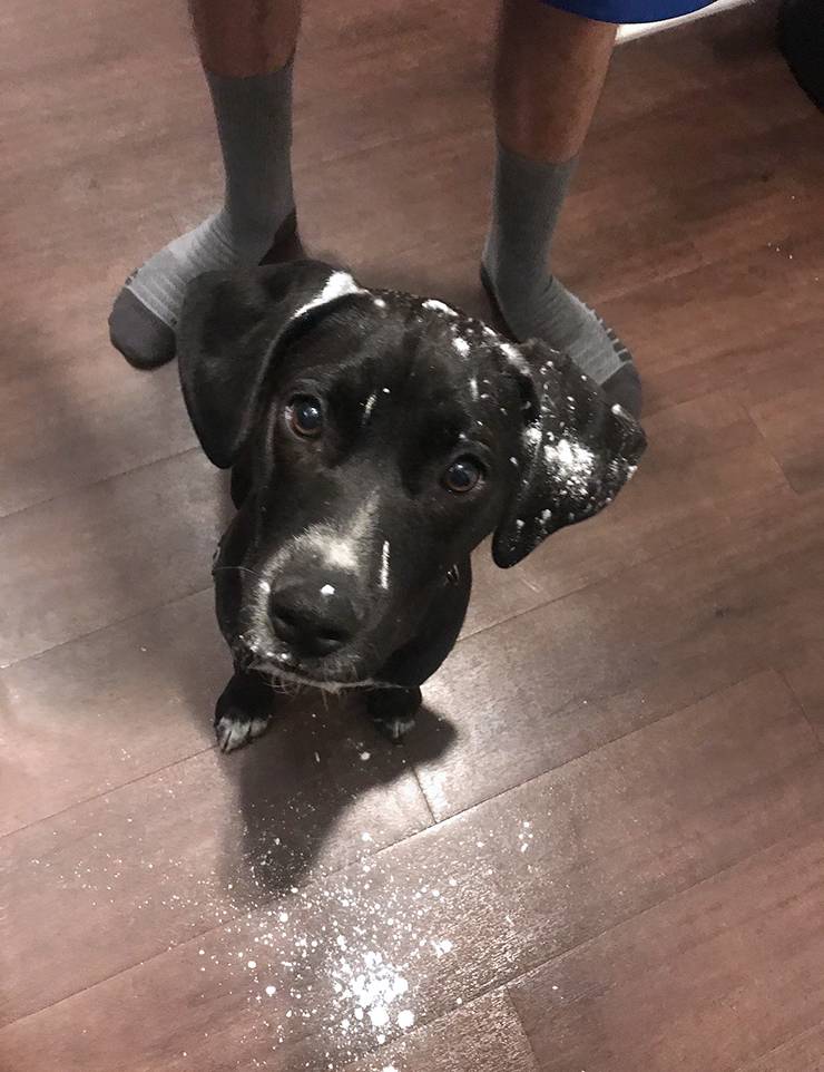 Suzanne Crifo's dog, Luna, is guilty of having a cute face and messing with corn starch. Photo courtesy of Suzanne Crifo.