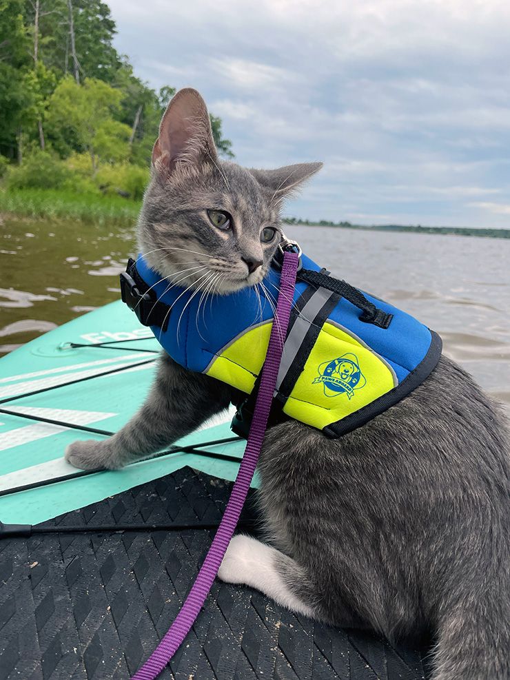 A cat on a paddle board