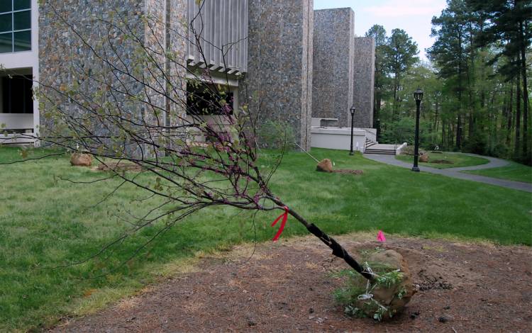 Trees wait to be planted near Gross Hall. Photo by Stephen Schramm.