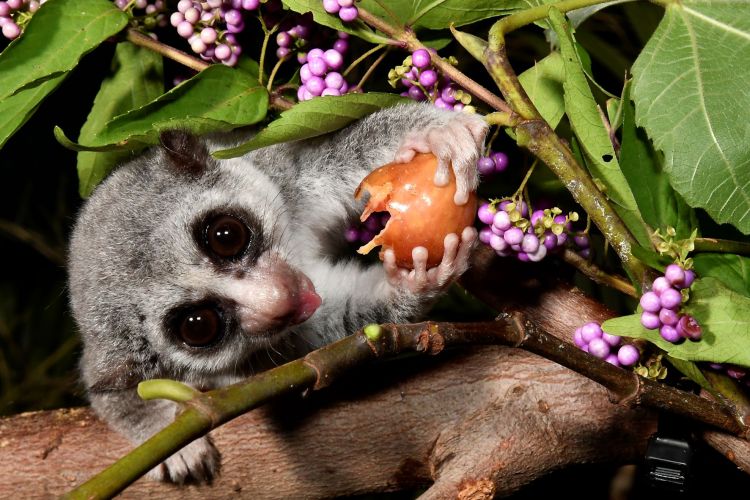 A fat-tailed dwarf lemur feasts on figs at the Duke Lemur Center. Photo by David Haring.