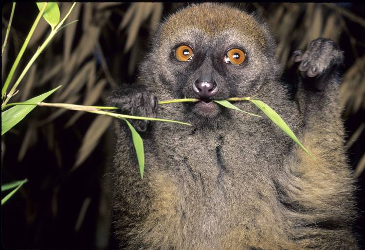 Putting a figure on the number of endangered lemurs left in the wild isn’t easy, but researchers say one clue might help: the plants they rely on for food. Photo by David Haring, Duke Lemur Center