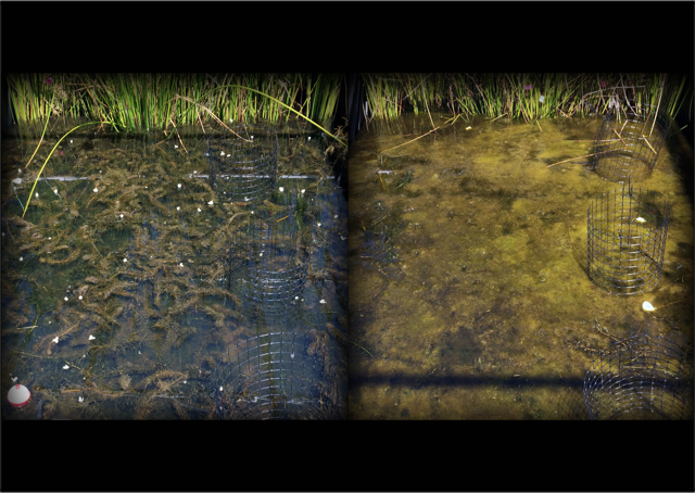 In a simulated wetland experiment at the Center for the Environmental Implications of Nanotechnology, nutrients together with nanoparticles turned clear water (left) murky (right). Photo by Steven Anderson, Duke University. 