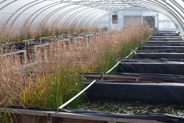 Simulated wetlands at the Center for the Environmental Implications of Nanotechnology (https://ceint.duke.edu/research/mesocosm). Photo by Steven Anderson, Duke University. 