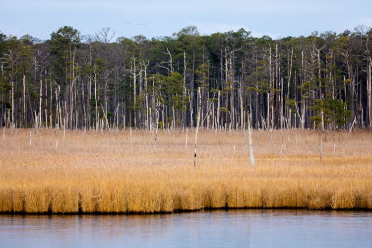 The study area of mid-Atlantic coastlines includes the Blackwater National Wildlife Refuge in Dorchester County, Maryland. Credit: Chesapeake Bay Program
