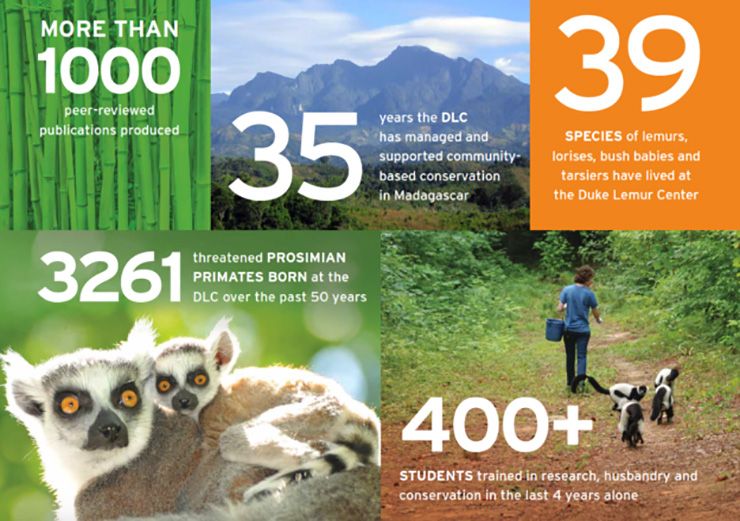 The Duke Lemur Center combines education, research and preservation all under one facility. Graphic courtesy of the Duke Lemur Center.