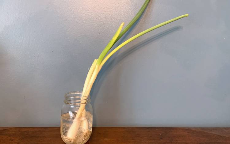 Annie Scott regrows store-bought green onions in a mason jar with water. Photo courtesy of Annie Scott.