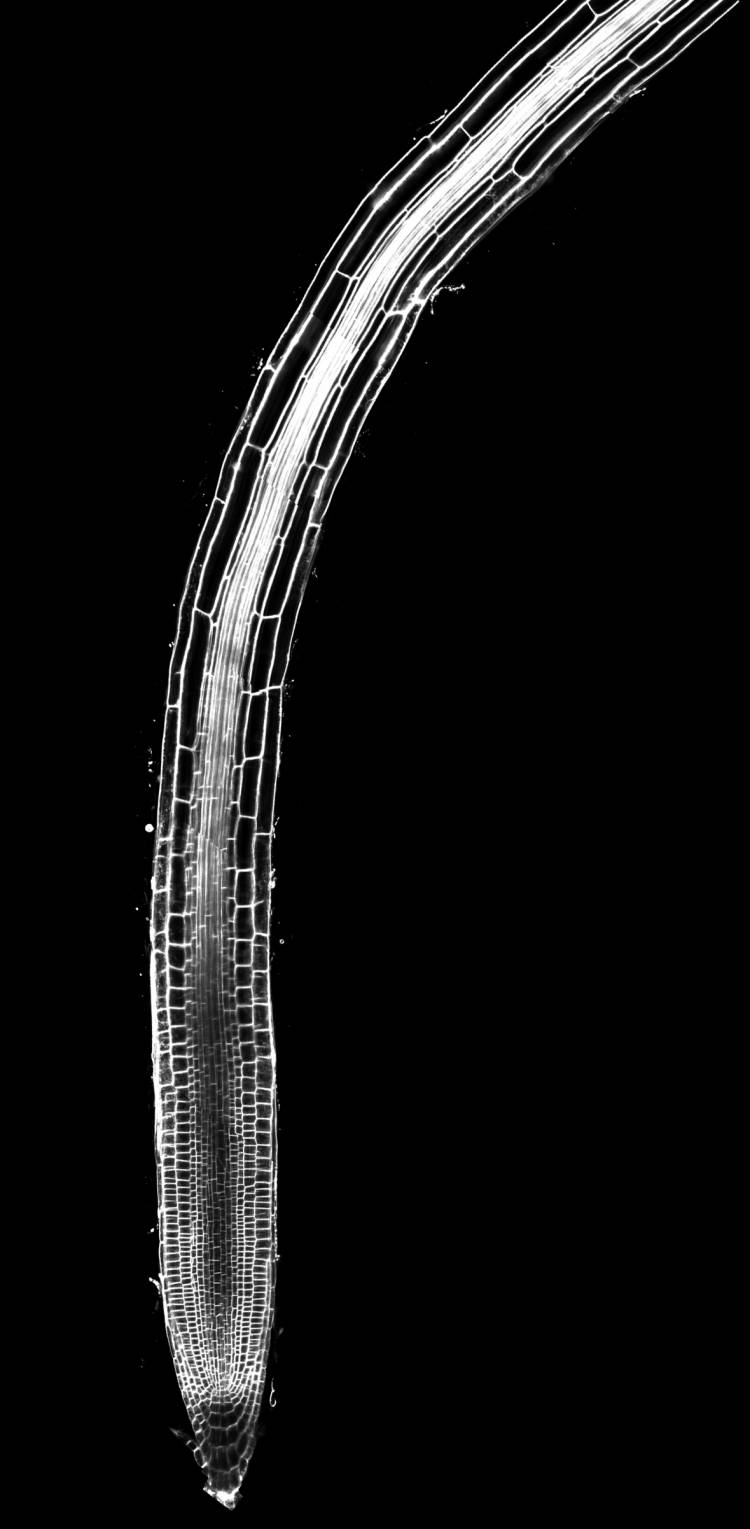 A vertical cross section of the growing tip of a root reveals stacks of cells at different stages of development, with newer cells near the tip and older cells higher up. Image courtesy of Philip Benfey. 