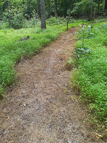 Plants in this area were killed by a person who used herbicide to build a trail into the forest.