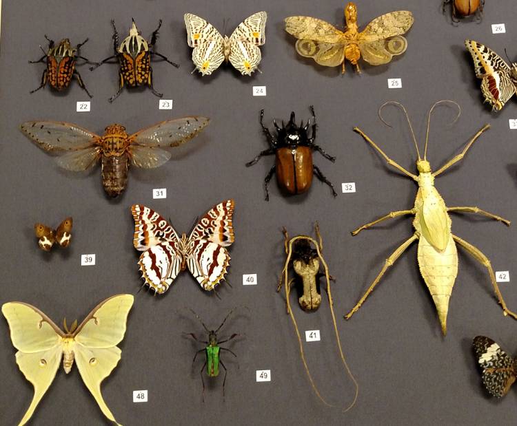 The library exhibit explores the exceptional diversity of insect species. Photo by Margaret Brown