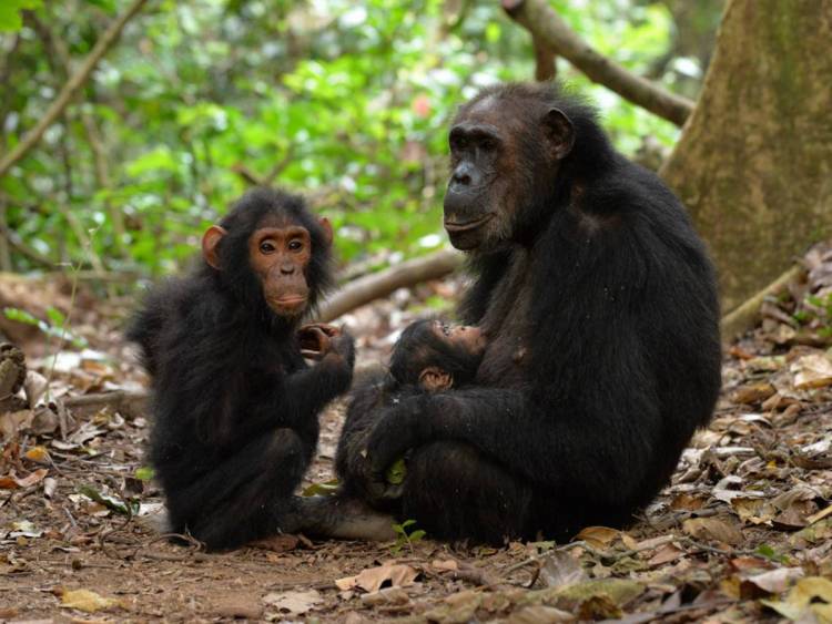 By hanging out with her sons, a mother chimpanzee boosts their odds of survival later in life. (Photo by Joel Bray, Arizona State University)